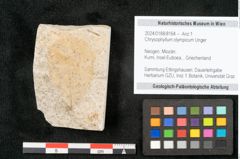 Foto (Objekt + Etikett) von Chrysophyllum olympicum Unger (NHMW-GEO-2024-0188-8164)